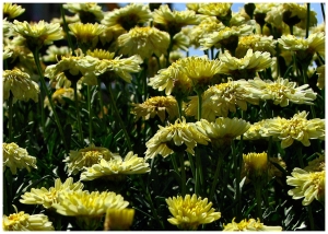 yellow-flowers